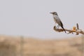 Blackstart on a frankincense tree Royalty Free Stock Photo