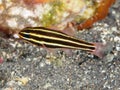Blackstripe cardinalfish Royalty Free Stock Photo
