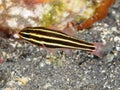 Blackstripe cardinalfish