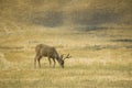 Blacktail buck eating Royalty Free Stock Photo