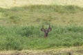 Blacktail Deer Buck Royalty Free Stock Photo