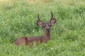 Blacktail Deer Buck Bedded Royalty Free Stock Photo
