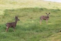 Blacktail Deer Buck and Doe in Field Royalty Free Stock Photo