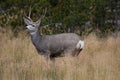 Blacktail deer