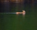 Blacktail Deer swimming