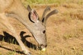 Blacktail eating an apple