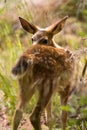 Blacktail Fawn Deer Royalty Free Stock Photo