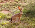 A Blacktail Jackrabbit