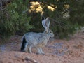 Blacktail Jackrabbit Royalty Free Stock Photo