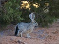 Blacktail Jackrabbit