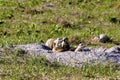 Blacktail Prairie Dog Pups  600376 Royalty Free Stock Photo