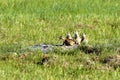 Blacktail Prairie Dog Pups  600382 Royalty Free Stock Photo