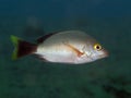 Blacktail snapper