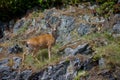 Blacktailed-deer buck with velvet covered antlers stands on rocks of steep shore on island in British Columbia Royalty Free Stock Photo