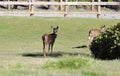 Blacktailed Deer Looking Back Royalty Free Stock Photo