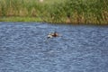 Blacktailed godwit Royalty Free Stock Photo