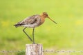 Blacktailed godwit limosa limosa Royalty Free Stock Photo