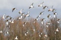 Blacktailed godwits Royalty Free Stock Photo