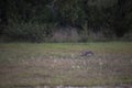 A blacktailed jackrabbit Royalty Free Stock Photo