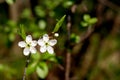 Blackthorn Royalty Free Stock Photo