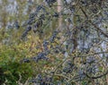 Blackthorn berries on a bush in early October Royalty Free Stock Photo