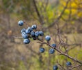 Blackthorn berries in the fall