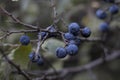 Blackthorn berries. Ripe blackthorn berries. Autumn blue berries.