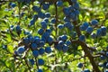 Blackthorn berries Royalty Free Stock Photo