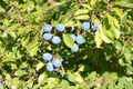 Blackthorn berries