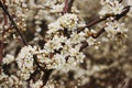 Blackthorn blossom