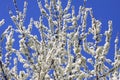 Blackthorn blossom against a blue sky Royalty Free Stock Photo