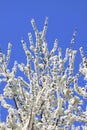 Blackthorn blossom against a blue sky Royalty Free Stock Photo