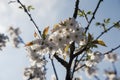 Blackthorn blossom against blue sky Royalty Free Stock Photo