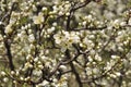 Blackthorn blossom Royalty Free Stock Photo