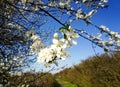 Blackthorn blossom Royalty Free Stock Photo