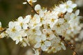 Blackthorn white blossom spring nature in detail