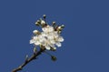 Blackthorn Blossom, Prunus spinosa, against a blue sky. Royalty Free Stock Photo