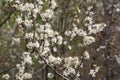 Blackthorn blossom (prunus spinosa) in April in the Southern Netherlands. The fruits of the blackthorn are called sloes. Royalty Free Stock Photo