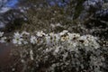 Blackthorn blossom (Prunus spinosa) on a branch Royalty Free Stock Photo