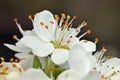 Blackthorn blossom Royalty Free Stock Photo