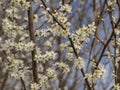 Blackthorn blossom, Prunus spinosa, in early spring Royalty Free Stock Photo