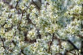Blackthorn Blossom - Prunus spinosa Royalty Free Stock Photo