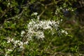 Blackthorn blossom Prunus spinosa Royalty Free Stock Photo