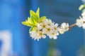 Blackthorn blossom, Prunus spinosus Royalty Free Stock Photo