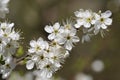 Blackthorn blossom