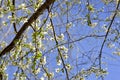 Blackthorn blossom in spring Royalty Free Stock Photo
