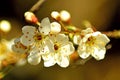 Blackthorn blossom in spring Royalty Free Stock Photo