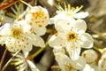 Blackthorn blossom in spring Royalty Free Stock Photo