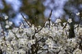 Blackthorn blossom Royalty Free Stock Photo