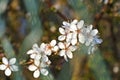 Blackthorn blossom in spring Royalty Free Stock Photo